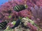 Fiji, ostrovy Tonga - tajuplný podvodný svet