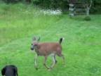 Bambi si našla kamaráta