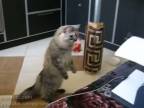 Mačka obdivuje tlačiareň
