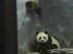 Panda Prison Break