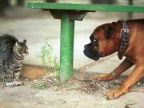Kočky vs psi