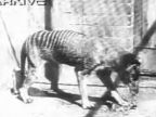 Tasmánsky tiger (Thylacinus cynocephalus)