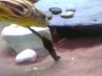 Kŕmenie ryby tetraodon