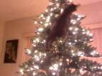 Mačka na vianočnom stromčeku
