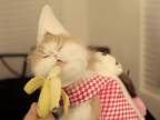 Kŕmiť mačku banánom?