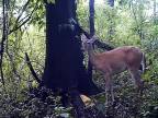Bambi sa predviedla