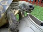 Šlapkofilná korytnačka