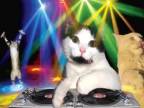 DJ CAT - Cat Disco