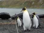 Tučniaky bojujú s lanom