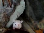 Grammostola Rosea red VS myška
