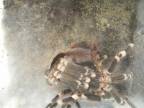 Zvliekanie pavúka Acanthoscurria geniculata