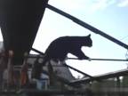 Mačka akrobatka