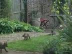 Malé líšky sa hrajú v záhrade