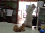 Čo tá mačka robí?