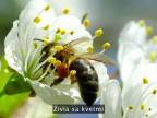 Prečo vymierajú včely - Marla Spivak (TEDx)