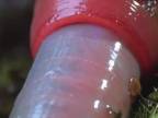 Obrovská červená pijavica vs. 78 cm dlhý červ!