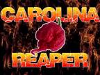 Najpálivejšia čili paprička - Carolina Reaper