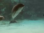 Rozosmiala delfína