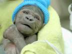 Malá gorila prišla na svet cisárskym rezom