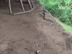 Had vs. Gekon - boj na život a na smrť