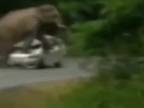 Slon rozsadol auto