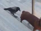 Vrana vs. jazvečík