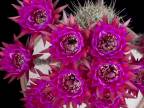 Keď kvitnú kaktusy rodu Echinopsis