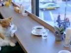 Mačka v kaviarni