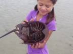 Dievčatko chytilo hrotnáča - žijúcu fosíliu (USA)
