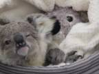 Mladá koala Imogen