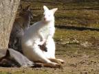 Mláďa kengury vo vaku