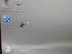 Dezorientovaný pavúk na desktope