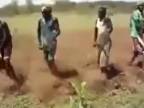 Rytmická práca na kukuričnom poli - Sukumovia (Tanzánia)