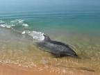 Delfín loví v plytkej vode