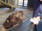 Ako rozosmiať mladého orangutana?