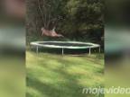 Klokan podcenil trampolínu (Austrália)
