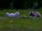 Pyrenejské horské psy VS. medveď