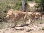 Lev za levom (Krugerov národný park)