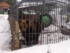 Ožratý Sergej sa chcel zblížiť s medveďom (Rusko)