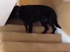 Psy vs. schody