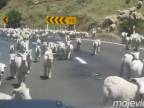 Invázia ovečiek (Nový Zéland)