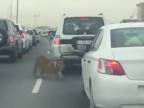 Niekomu ušla mačička (Katar)