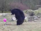 3 medvede a ich blízke stretnutie "ružového druhu"