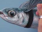 Fotorealistická akrylová maľba lietajúcej ryby