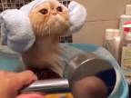 Keď si zvieratká vychutnávajú kúpeľ