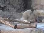 Najsmutnejší polárny medveď