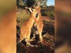 Kengurie objatia od protinožcov