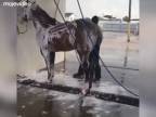 Koňa pred ródeom treba umyť! (USA)
