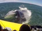 Nazreli do tlamy veľryby (Kanada)