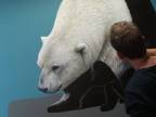 Marcel Witte a jeho ľadové medvede 250 x 125 cm